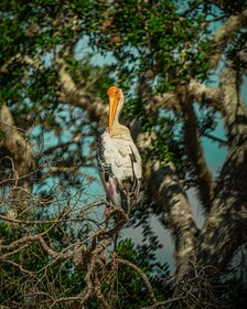 Leopard Reach Yala By Seven Angels