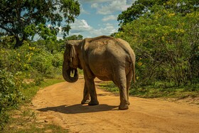 Leopard Reach Yala By Seven Angels