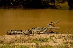 Leopard Reach Yala By Seven Angels