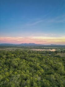 Leopard Reach Yala By Seven Angels