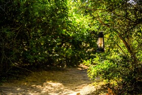 Leopard Reach Yala By Seven Angels