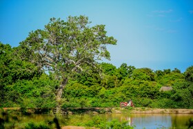 Leopard Reach Yala By Seven Angels