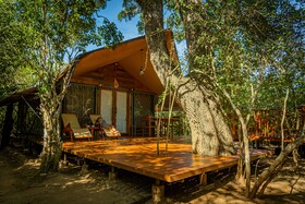 Leopard Reach Yala By Seven Angels