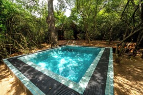 Leopard Reach Yala By Seven Angels