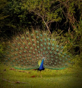 Leopard Reach Yala By Seven Angels