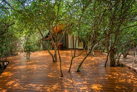 Leopard Reach Yala By Seven Angels