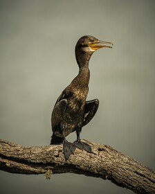 Leopard Reach Yala By Seven Angels