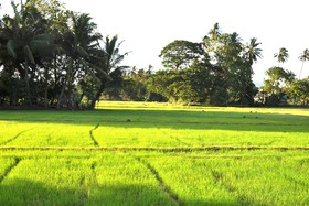 Nature Resort