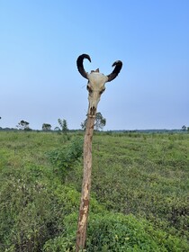 Amba Kola