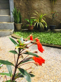 Toropi Homestay
