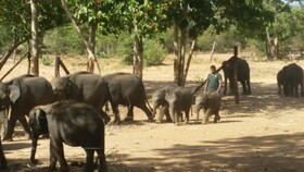 Dhammika Magic Palace