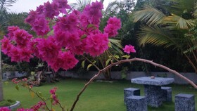 Dhammika Magic Palace