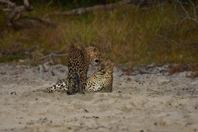 Thamaravila Wilpattu - All Inclusive Luxury Tented Safari Villas