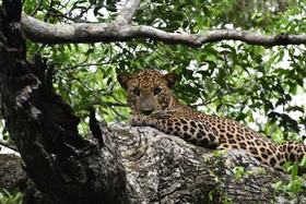 Thamaravila Wilpattu - All Inclusive Luxury Tented Safari Villas