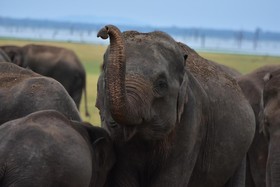 Thamaravila Wilpattu - All Inclusive Luxury Tented Safari Villas
