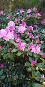Vila Florena Garden