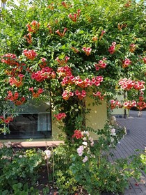 Vila Florena Garden