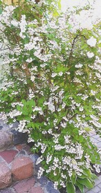 Vila Florena Garden