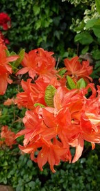 Vila Florena Garden