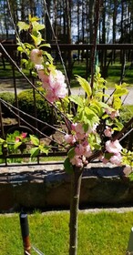 Vila Florena Garden