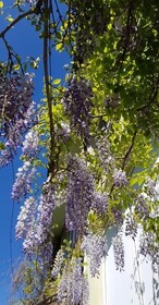 Vila Florena Garden