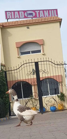 Riad Tanjil
