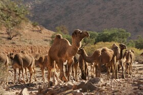 Tifawin Home & Garden