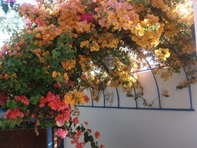 Riad Marlinea