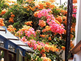 Riad Marlinea