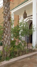 Riad Freija