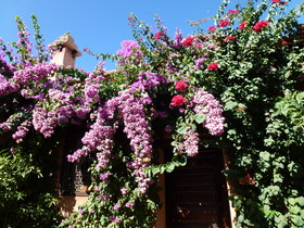 Chez Momo II