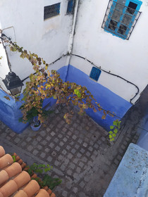 Casa Blue Star