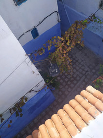 Casa Blue Star