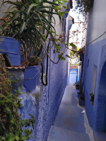 Casa Blue Star