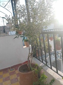 Riad Lala Drissia