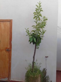Riad Lala Drissia