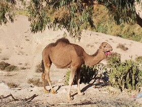 Nkhila Lodge Agafay Desert Private Camp