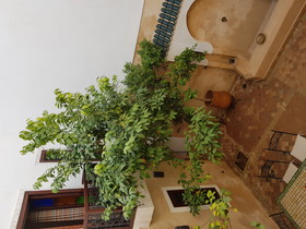 Dar Rania