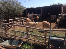Ferme Sidi Safou