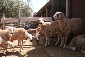 Ferme Sidi Safou