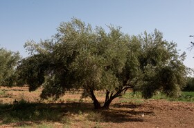 La Ferme El Dar