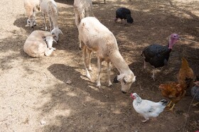 La Ferme El Dar