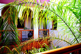 Riad Amya