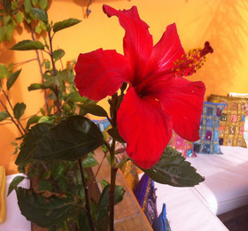 Riad CharCam - Adults Only