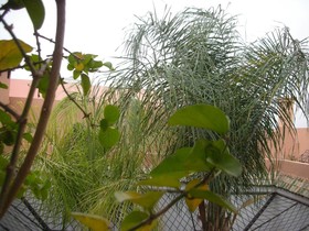 Riad Osefina