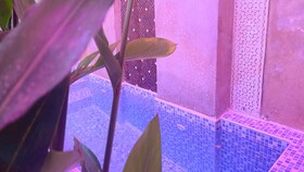 Riad Pourpre Médina