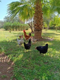 Villa Marrakech African Queen