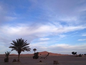 Camels House