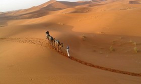 Camels House