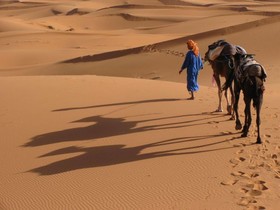 Camels House